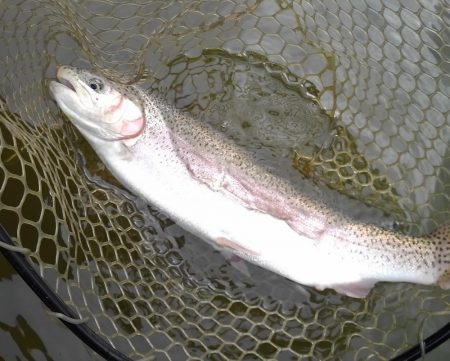 大安トラウトレイク 釣果